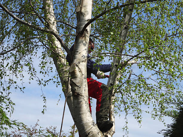 Trusted Sistersville, WV Tree Removal Services Experts